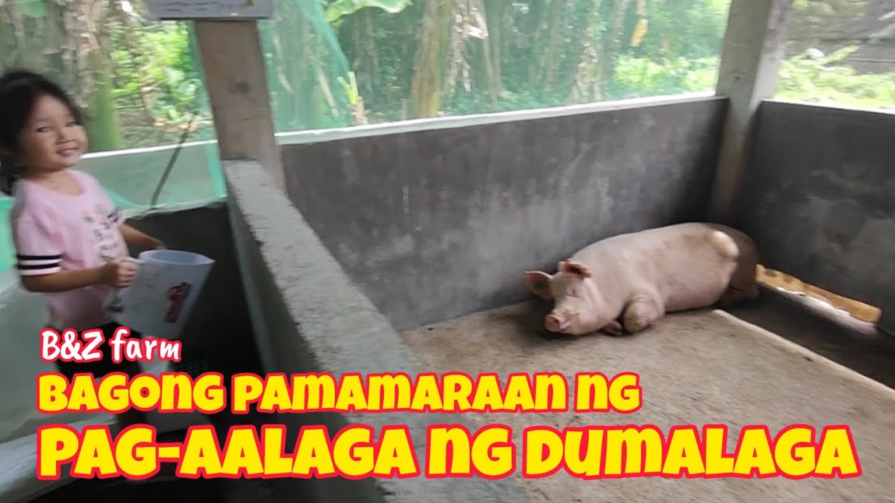 Bagong Paraan ng Pag-aalaga ng Dumalagang Baboy | Announcement of Winners!