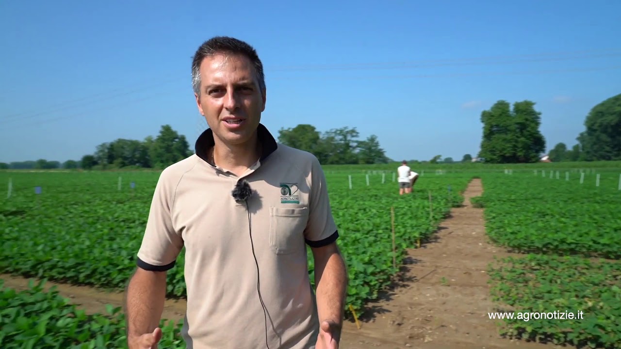 CAMPO DEMO 2020   Biostimolanti e diserbo della soia
