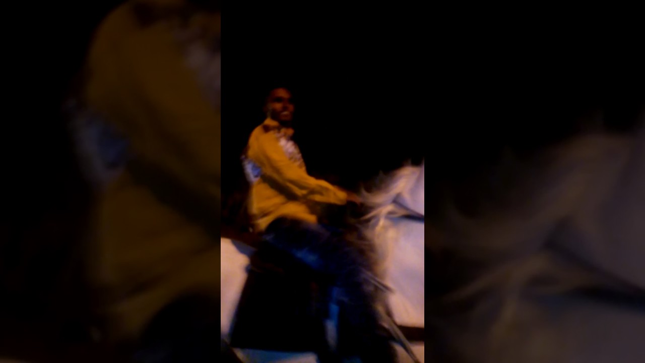 Aamair horses rider 9951970469