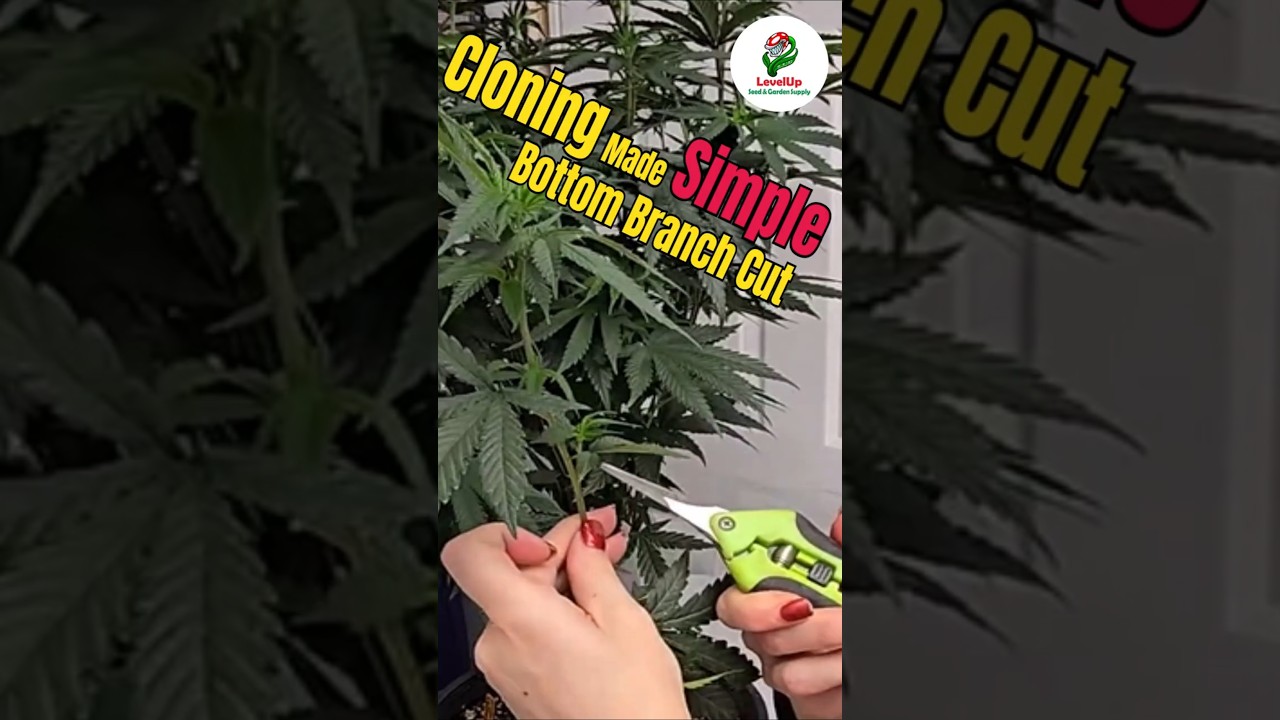Cloning Cannabis Made Simple | Bottom Branch to Perfect Clone.