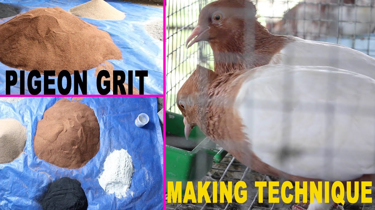 PIGEON GRIT MAKING TECHNIQUE