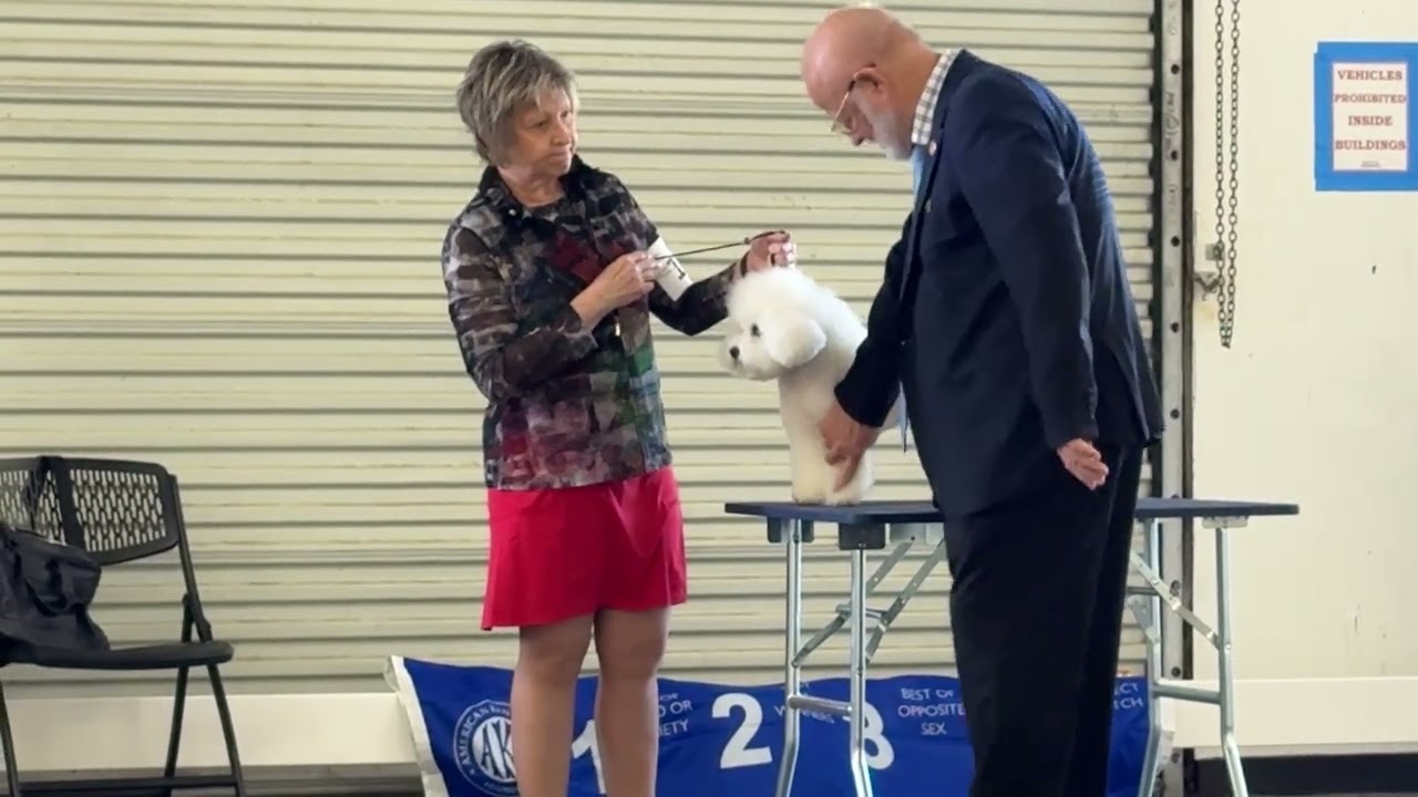 2026-02-22 Bichon Frise Breed Judging Day 5 Ochlockonee River Kennel Club Tallahassee FL