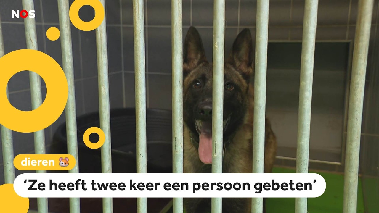 Politie neemt steeds meer bijtende honden in beslag