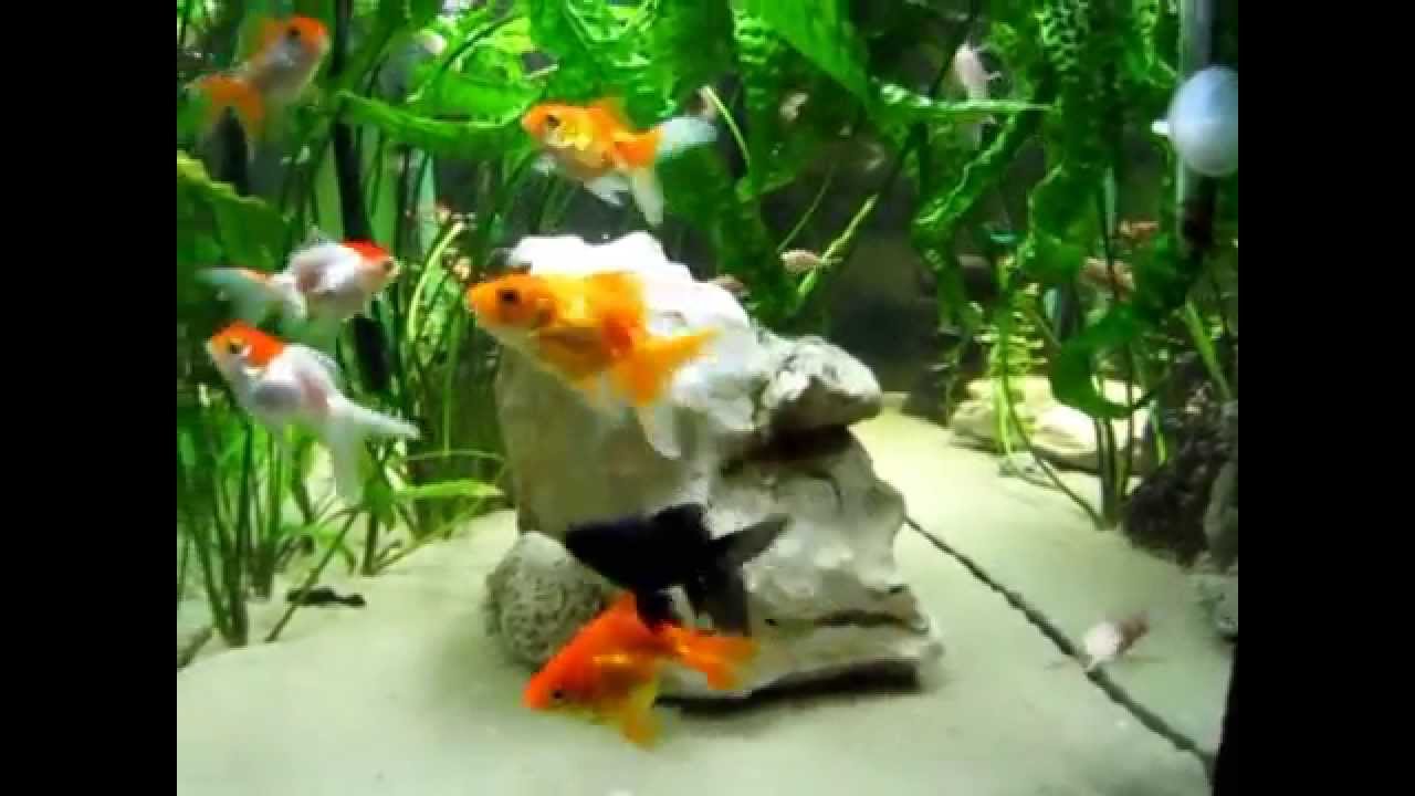 Sve o Zlatnim Ribicama  - Akvarijum u malom