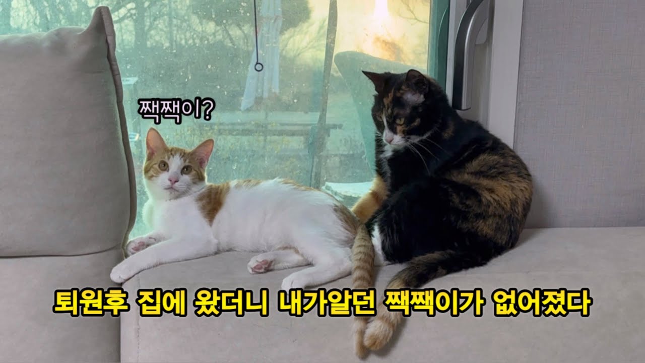 10일만에 집에 왔더니, 냥이들이 안하던 짓을 하네…  그리고 또다시 입원 
