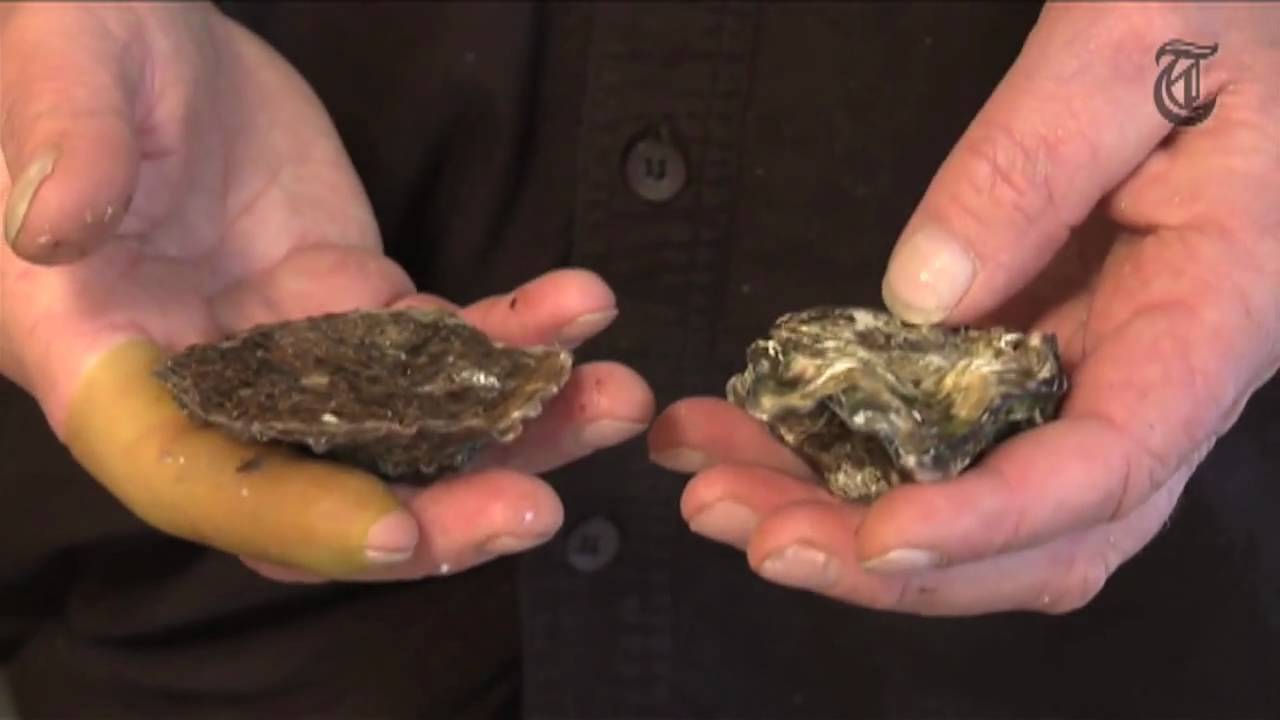 Hoe eet je een oester?
