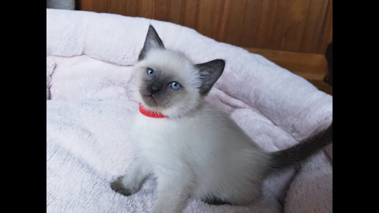 Sweet Traditional Siamese Kittens. Seal, Blue and Tortie Points!