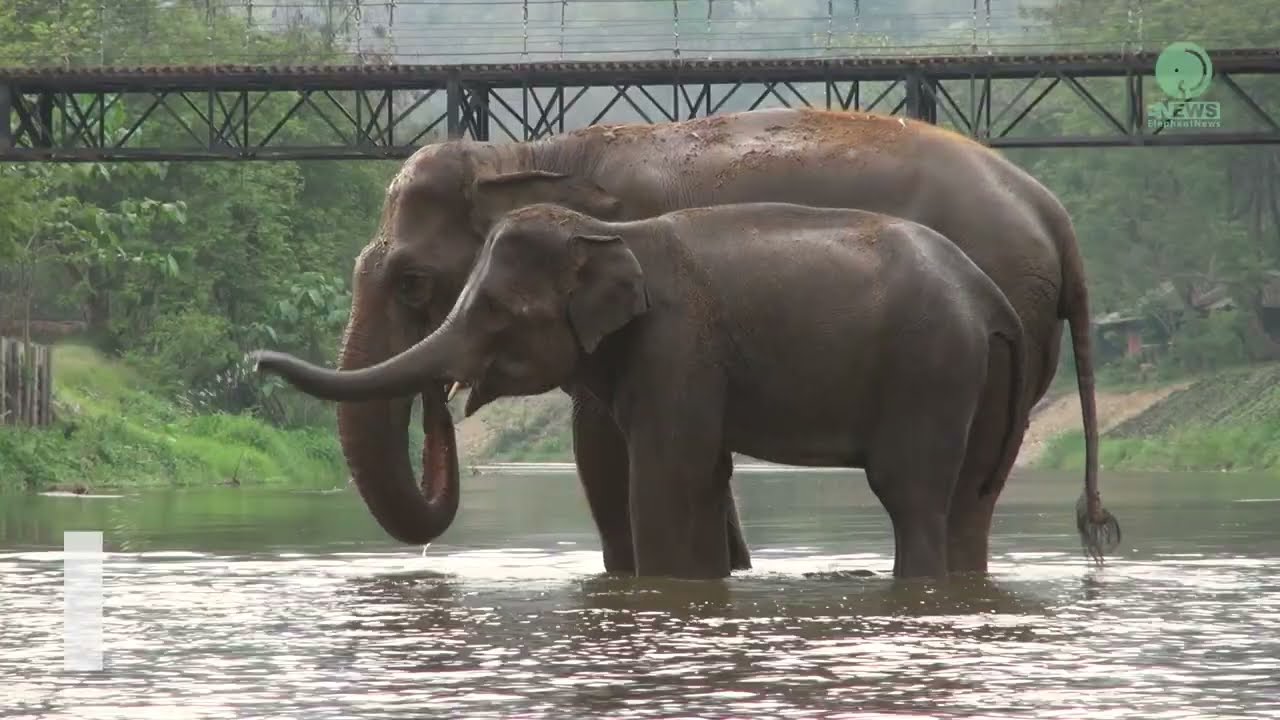 Two Elephants Drawn Into A Deep Companionship - ElephantNews