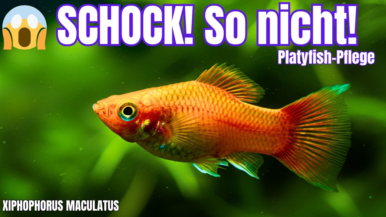 Platy Fische: Diese 7 FEHLER töten deine Fische! 😱 | Haltung, Zucht & Pflege Guide 2025