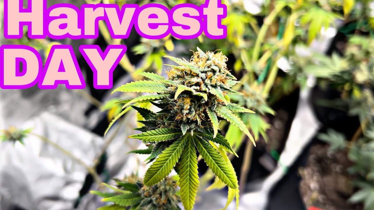 How to grow cannabis| Harvest day