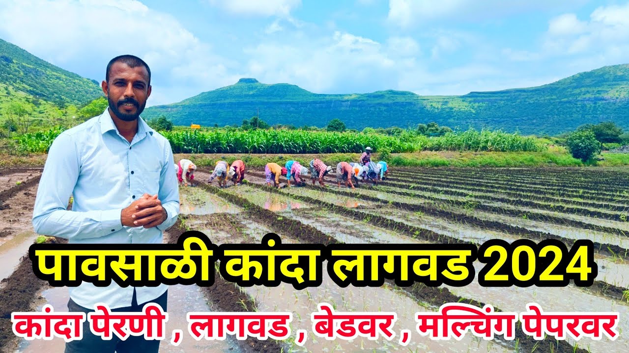 पावसाळी कांदा लागवड नियोजन 2024 | Pavsali kanda lagwad | कांदा खत नियोजन | लाल कांदा | Milind bhor