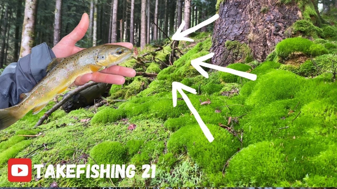 Cette OUVERTURE TRUITE dans cette FORET oubliée  me laisse sans VOIX !!