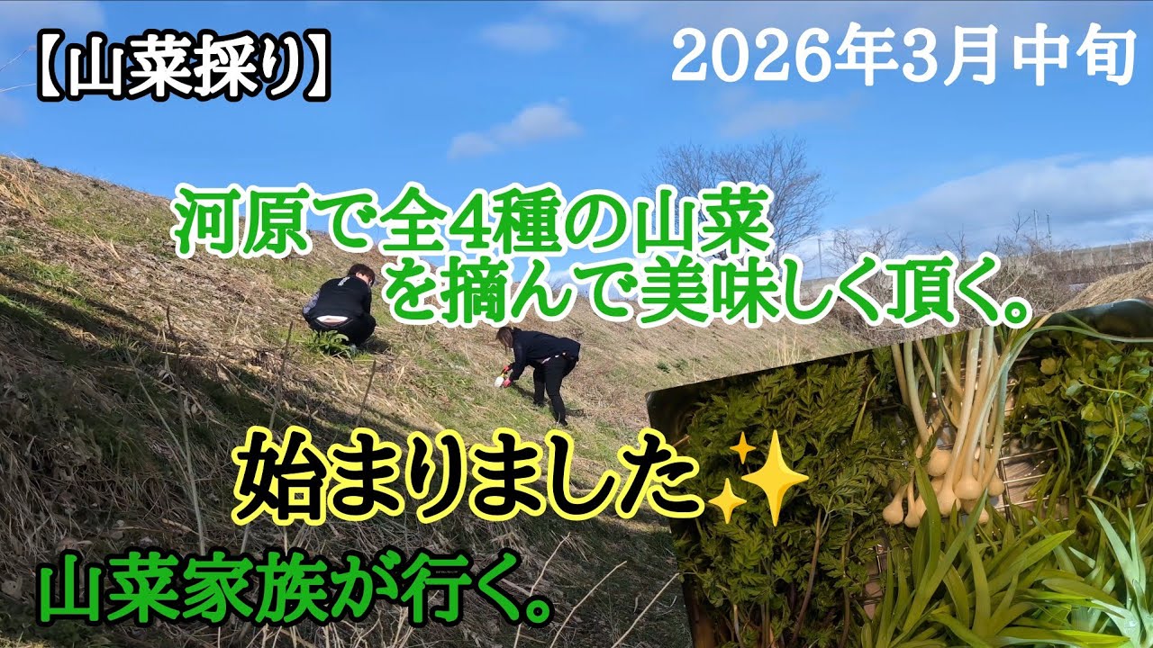 【山菜採り】全4種‼️春の恵み✨️美味しく頂きました。
