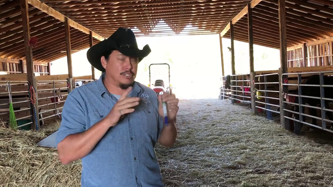 How to check your horses teeth