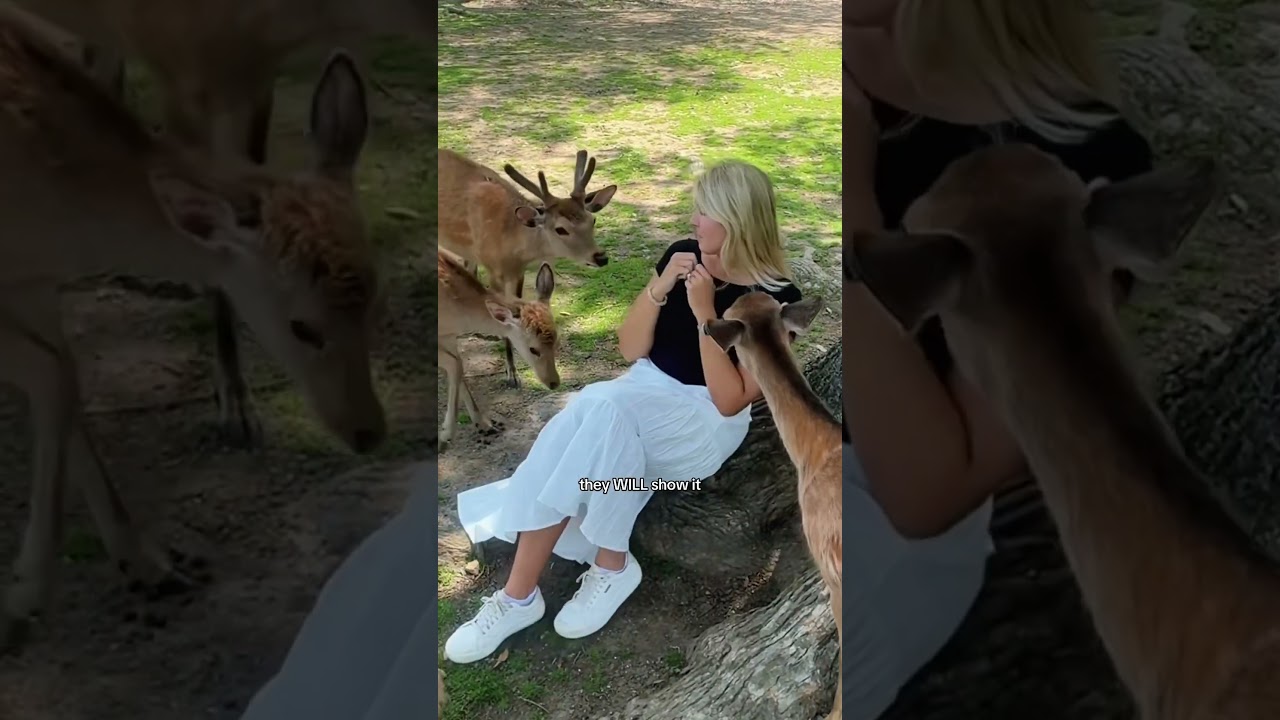 Вы бы отправились в олений парк в Наре в Японии? 🤔🦌🇯🇵 (и да, я попробовала оленьи чипсы 😳)