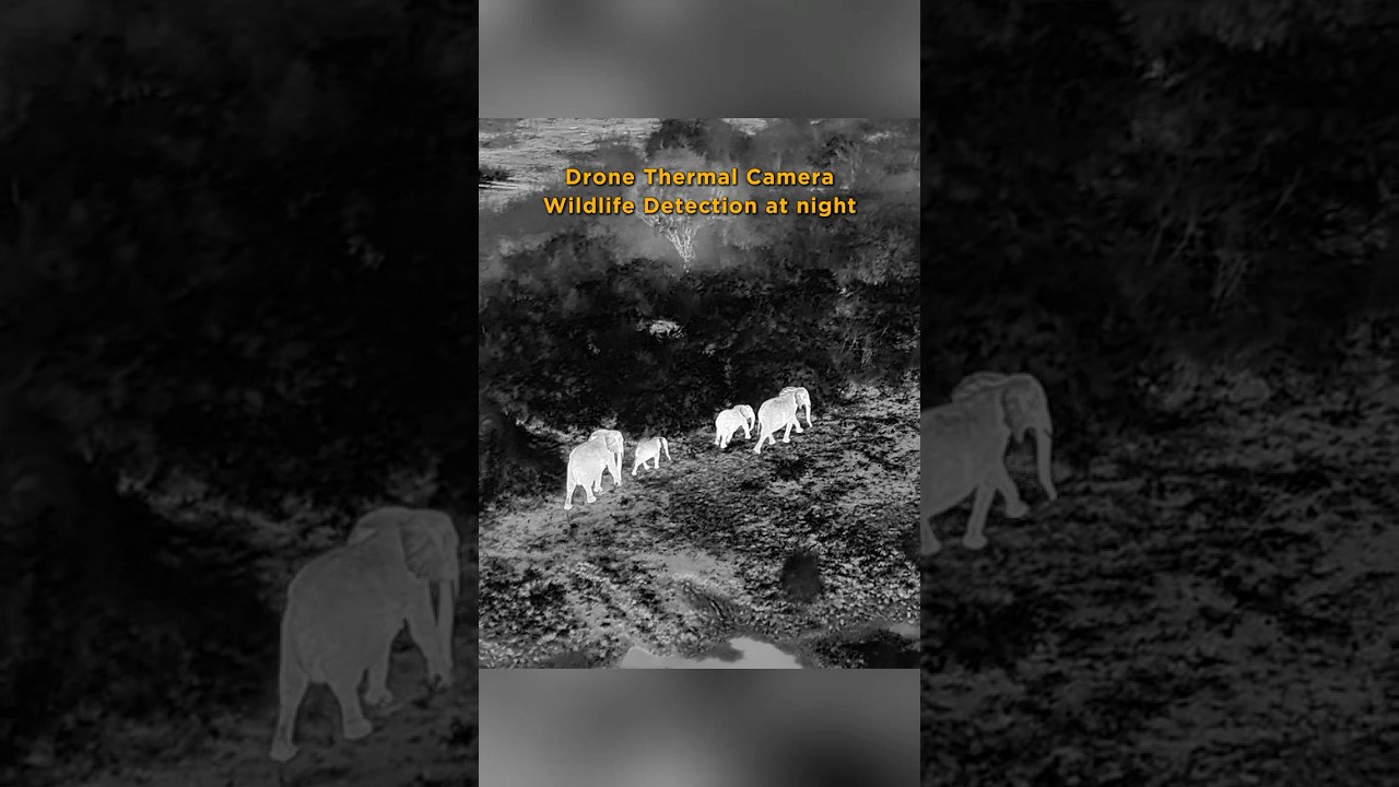 Night Vision with Zenmuse H30T: Unveiling Uganda's Wildlife at Night