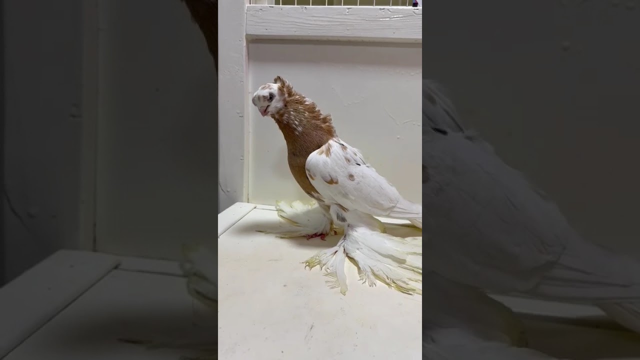 Узбекские голуби Pigeons الحمام Tauben  merpati کبوتر 鴿子 ハトkaʙūtar güvercinler porumbei 14/02/26