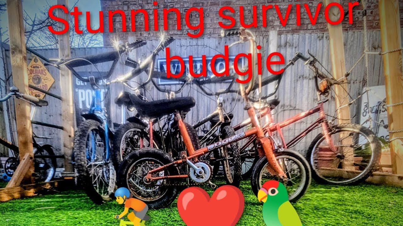 MK1 Raleigh budgie joins the early Christmas party 🥳❤️🚴🦜