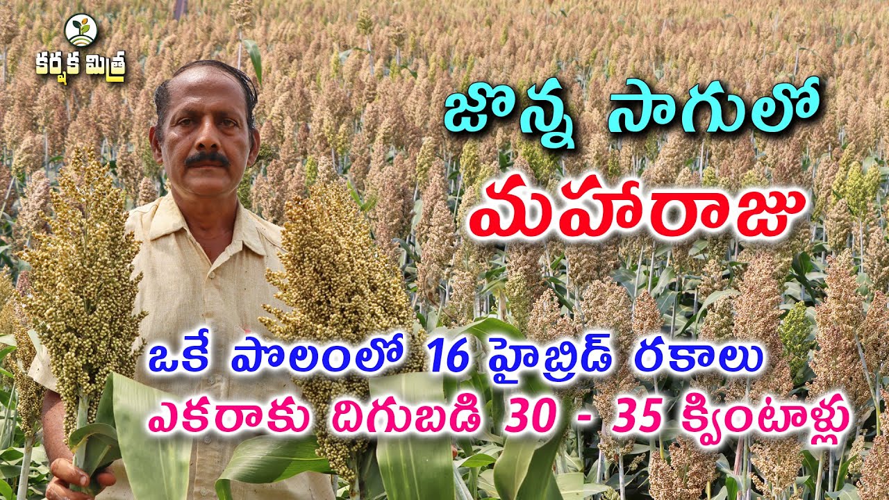 హైబ్రిడ్ తెల్ల జొన్న రకాల సాగుతో సత్ఫలితాలు|| New Hybrid Jowar or Sorghum Varieties|| Karshaka Mitra
