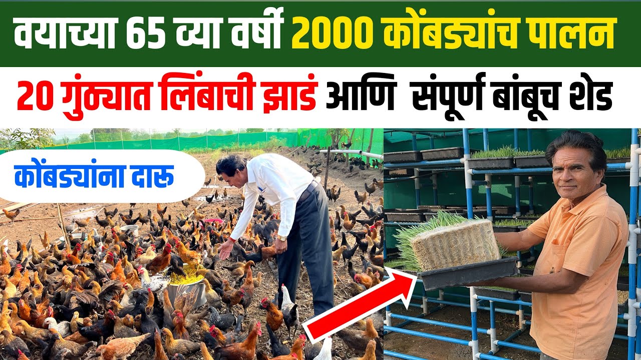 गावरान कोंबडी पालन संपूर्ण माहिती | कोंबड्याचे खाद्य व्यवस्थापन | हायड्रोपोनिक चारा | शोध वार्ता |