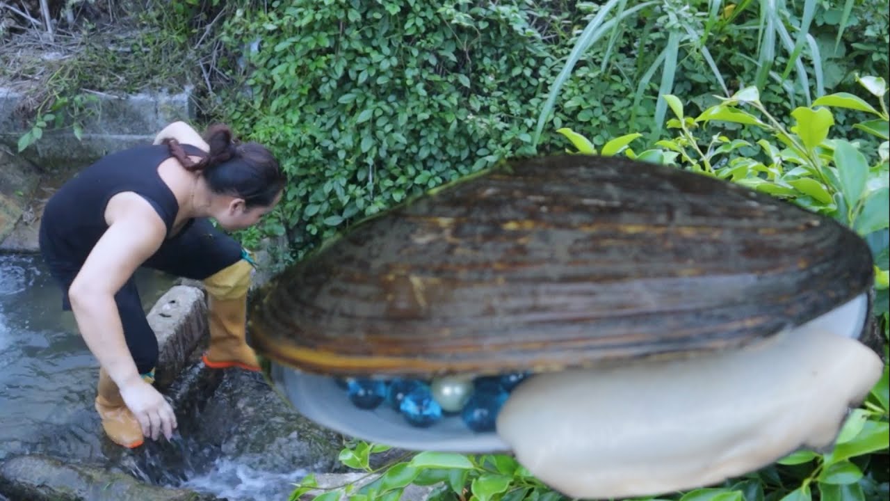 The girl is manually collecting pearl clam shells, and this huge pearl clam is full of 200 pearls