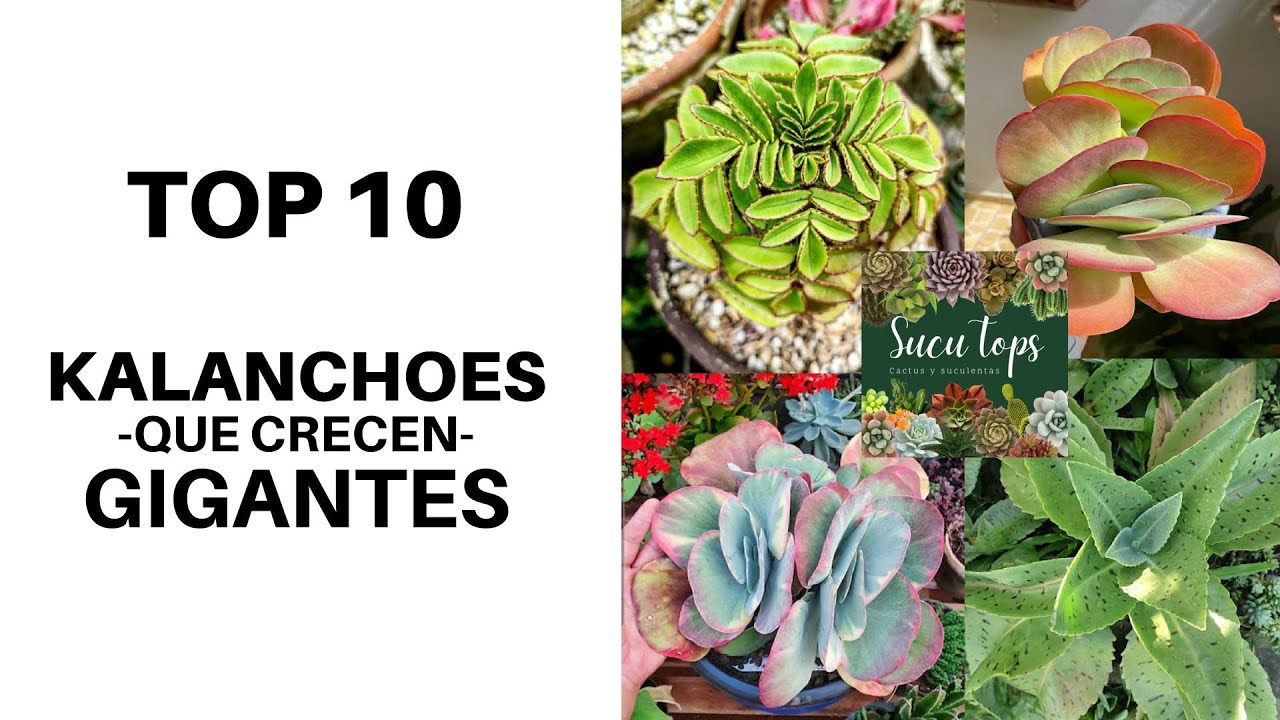 TOP 10 KALANCHOES GIGANTES