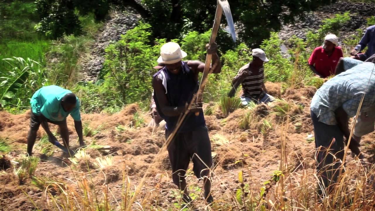 Vetiver: Discovering the roots of masculinity in Haiti - Givaudan