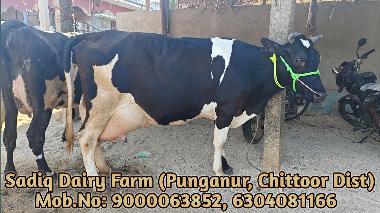 Sadiq Dairy Farm, Mob.No: 9000063852, 6304081166,  Punganur /Chittoor District/