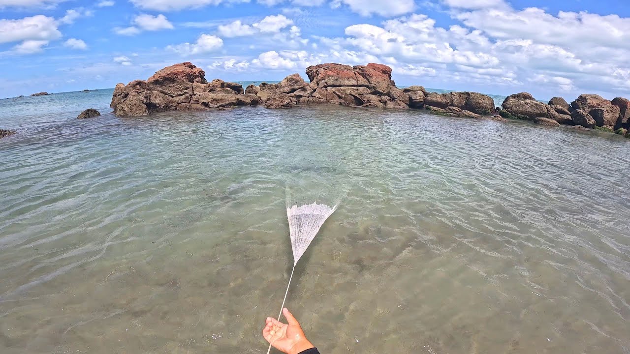 CARDUMES DE PEIXE AGULHA NA TARRAFA NO MEIO DAS PEDRAS ( DIEGO PESCADOR AMADOR)