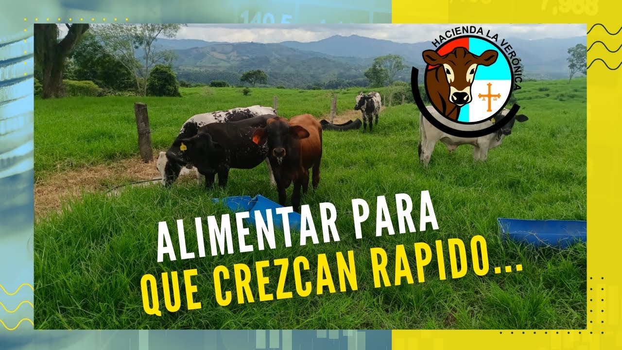 ALIMENTAR PARA QUE LAS PEQUEÑAS TERNERAS CREZCAN RAPIDO