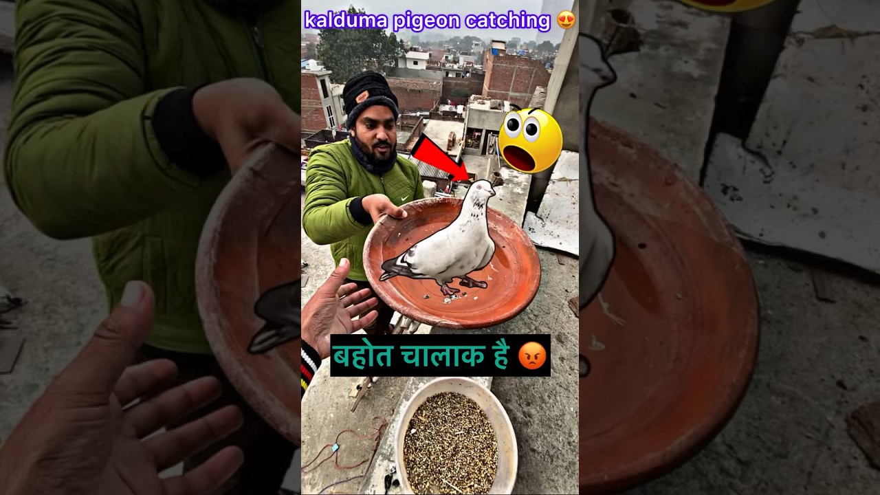 pigeon catching video 👍 | #pigeontips #pigeon #kabootar #kabootarbazi #shorts