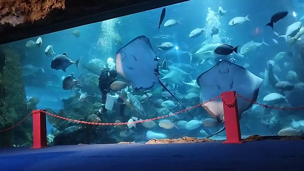 Sea World Ancol | Wisata Akuarium Raksasa di Jakarta 2026