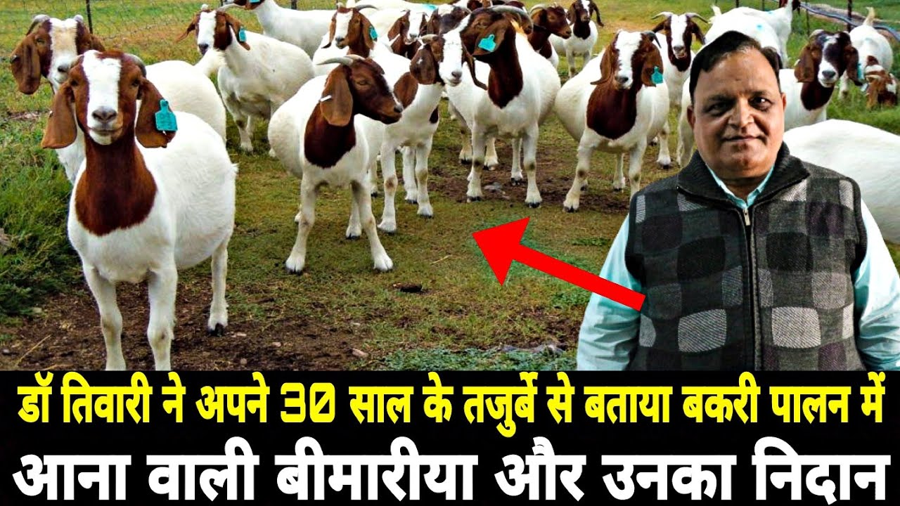 बकरी पालन में आना वाली बीमारीया और उनका निदान | Goat Farming In India |Chaudhary Comercial Goat Farm