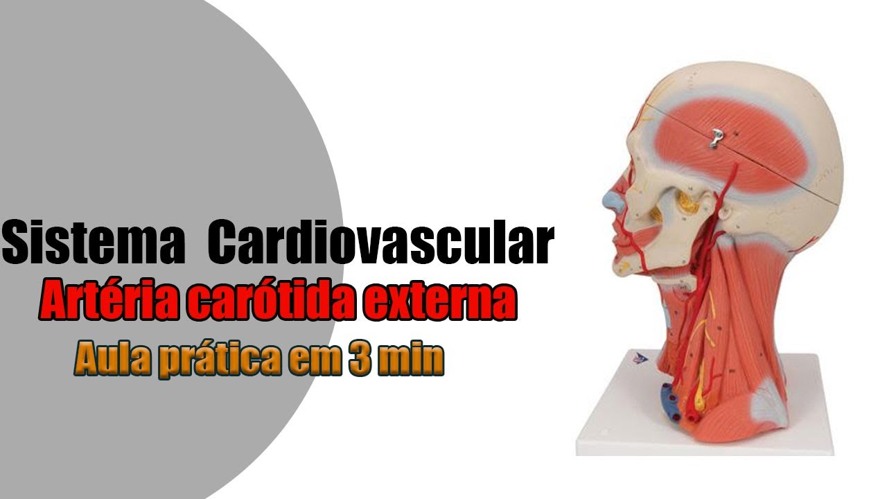 Uma visão geral da artéria carótida externa - Anatomia - Anatomia Humana