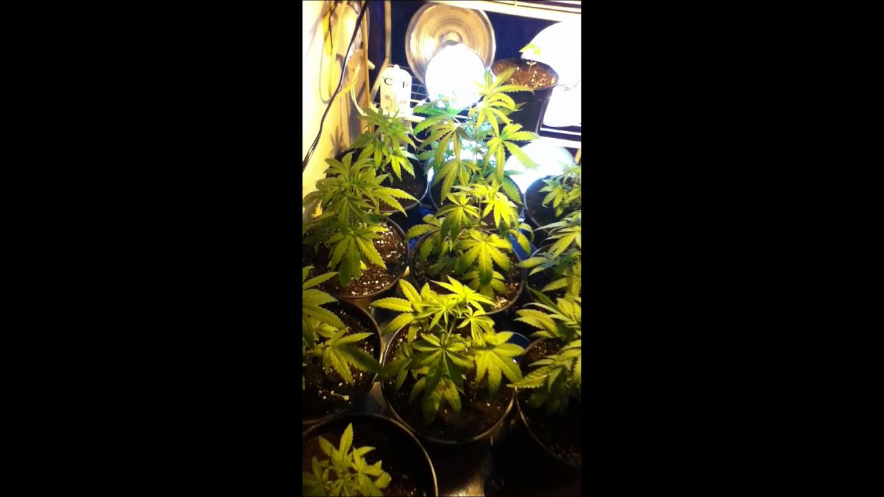 lowryder 150 watt hps