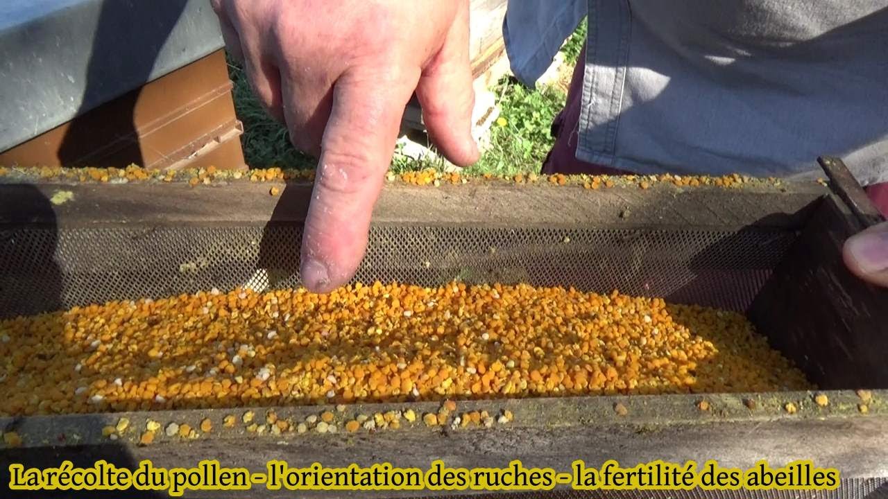 La récolte du pollen - l'orientation des ruches #16