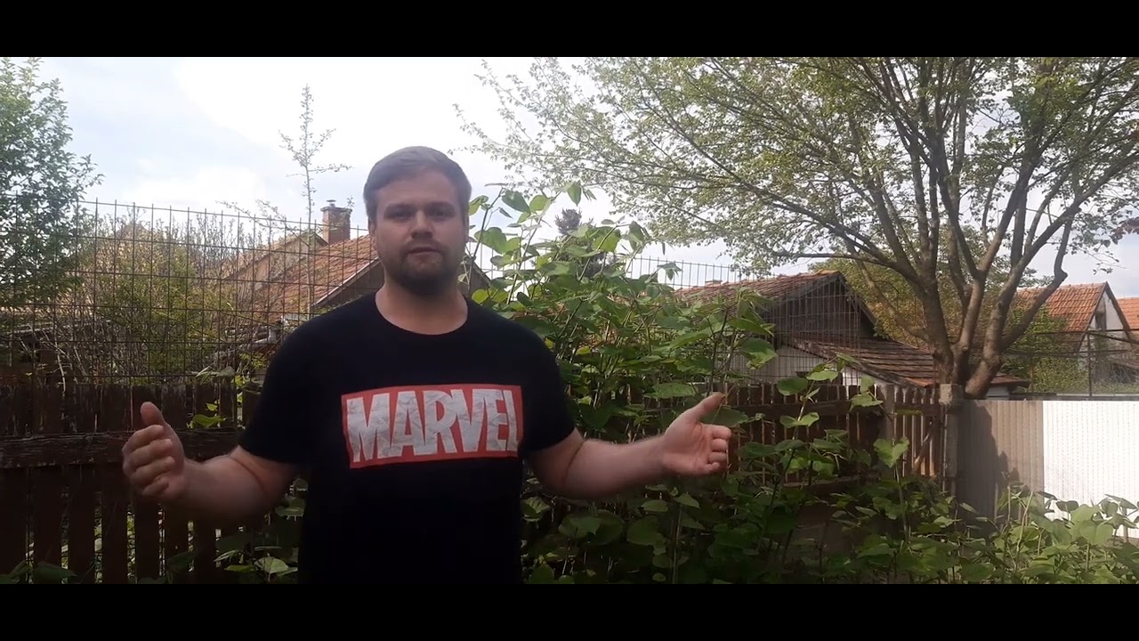 Japán keserűfű eltávolítása 1. rész - Japanese knotweed
