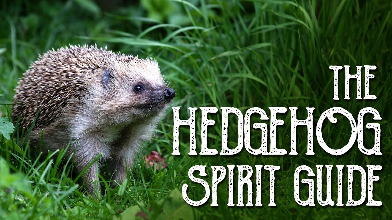 Hedgehog Spirit Guide - Ask the Spirit Guides Oracle - Totem Animal, Power Animal - Magical Crafting