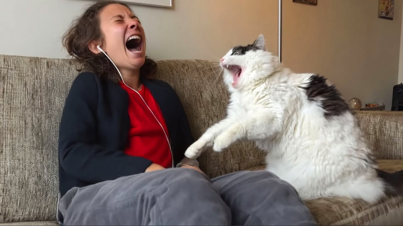 Cats Being Silly with Their Owners 😄😸 Funny Cat and Human Moments
