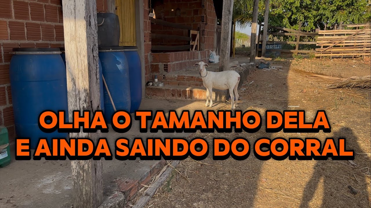 Fui no sítio colocar comida pros carneiro 🐏 a cabrita saiu do curral nem sei por onde 😱🤦🏻‍♂️😩