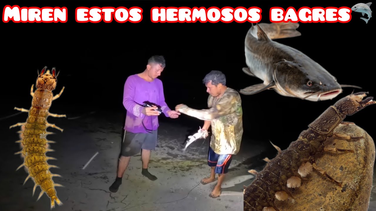 MIREN FUIMOS  A PONER LA ANSUELERA😱😱🦈🦈