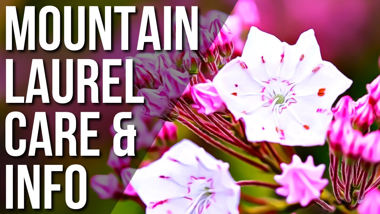 What You Should Know About The Mountain Laurel Plant | Mountain Laurel Plant Care Guide
