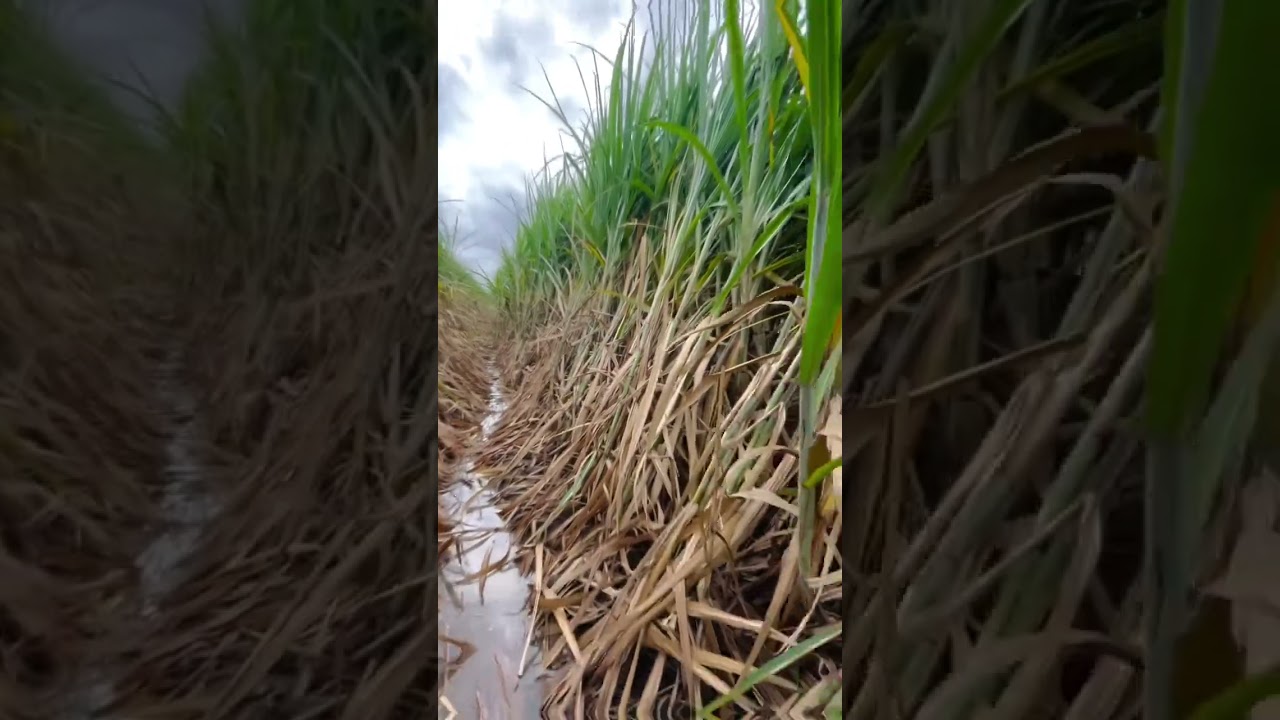 @VitthalKalane-m2i #shetkari #शेतकरीbrand #viralvideo #favoritesong #farmer #sugarcanefarmers...