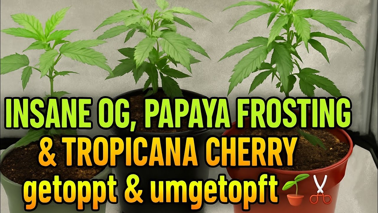 Insane OG, Papaya Frosting & Tropicana Cherry 🌱 getoppt & umgetopft 🪴✂️