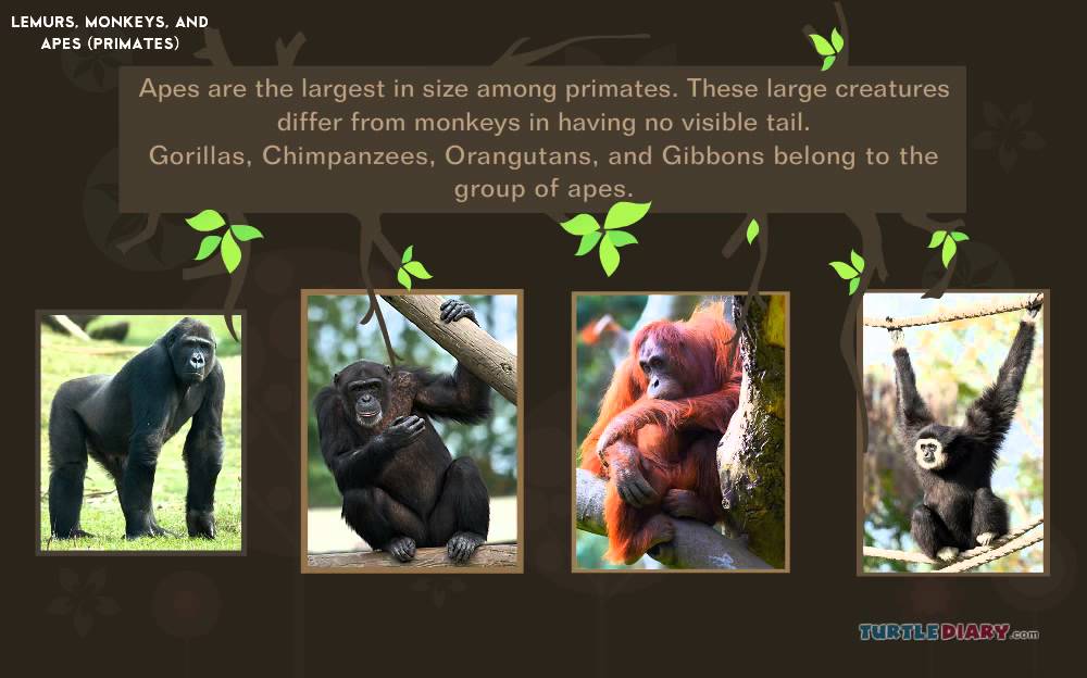 Let's Learn About Primates! *AMAZING* Animals for Kids!
