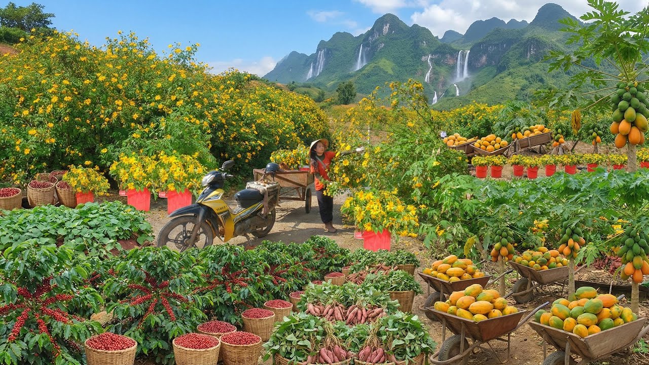Relax With Harvest: Mexican Sunflower, Coffee, Sweet Potato Vines, Papaya, White Radish, Peanuts