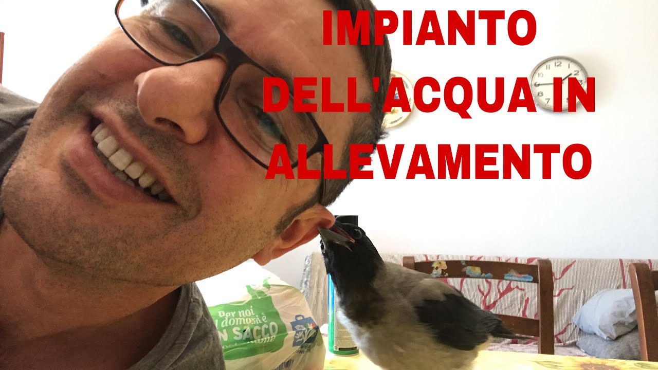 IMPIANTO DELL'ACQUA IN ALLEVAMENTO