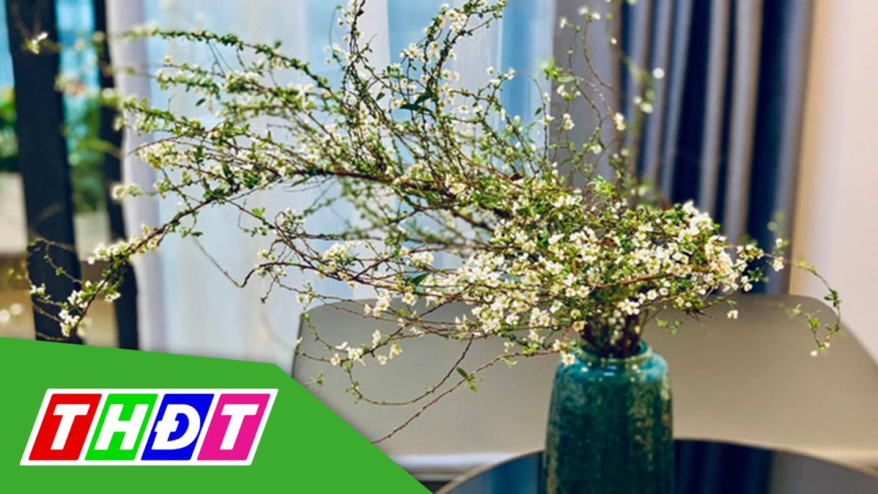 Hoa chưng Tết &ldquo;hot&rdquo; nhất năm nay l&agrave; tuyết mai rừng | THDT