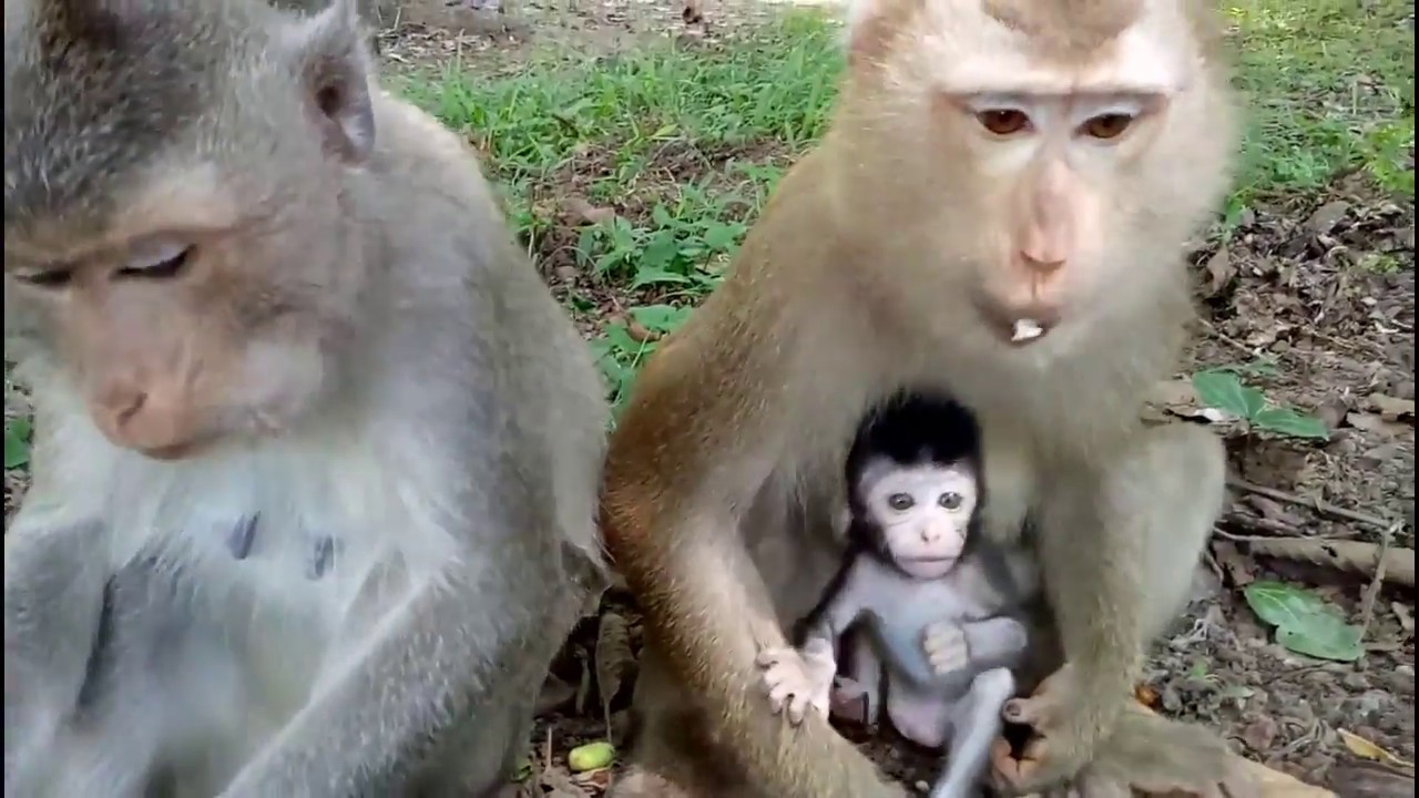 Baby Monkey Cry Loudly Cos Want To Meet Mum Kidnap by Pigtail ST442 Mono Monkey