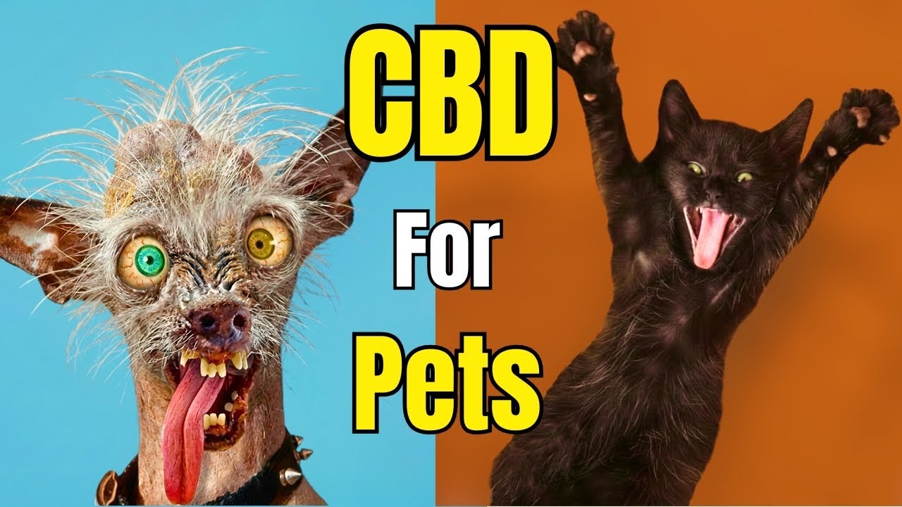 CBD for Pets: 3 Major Benefits